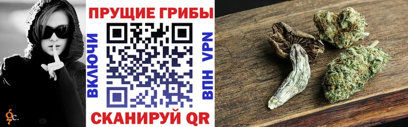Купить где  Волчанск  Галлюциногенные грибы Cubensis 